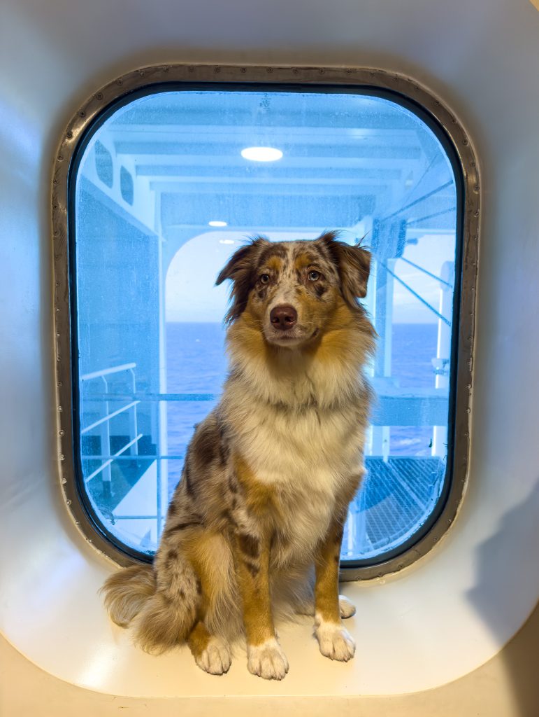 Partir en Corse avec son chien : notre retour d&rsquo;expérience