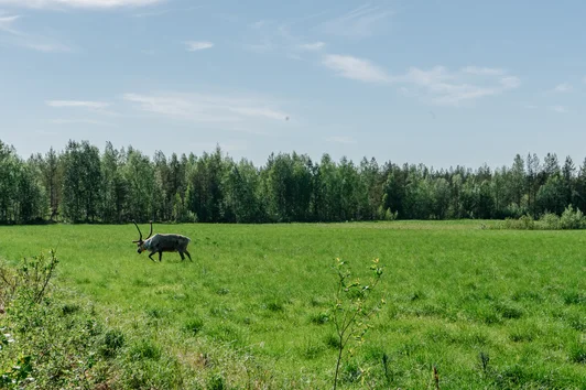 finlande hossa reindeer1