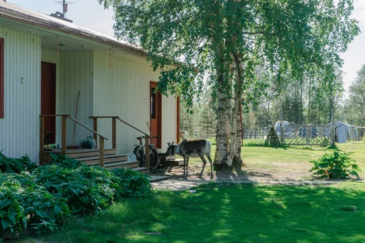 finlande hossa reindeer2
