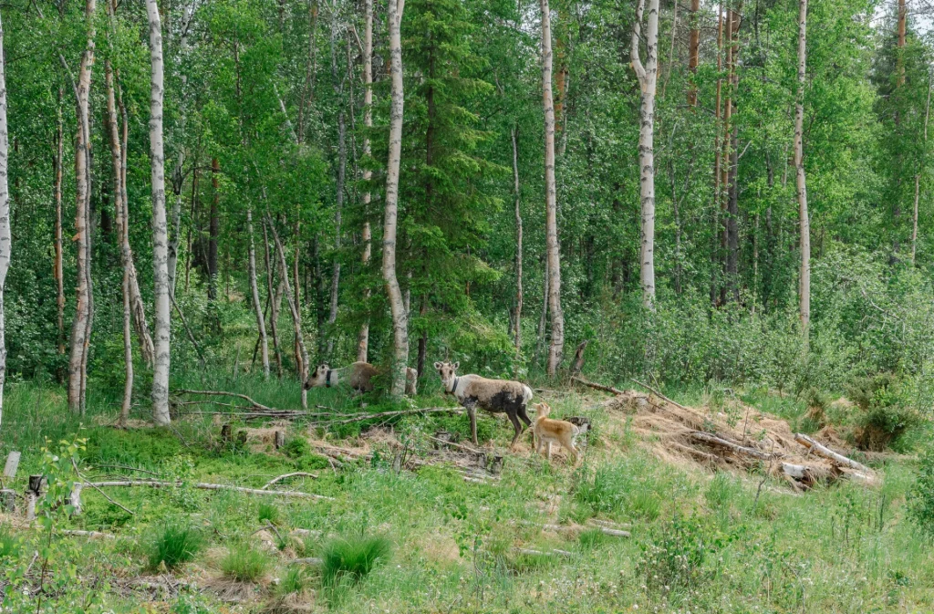 finlande korouoma canyon1