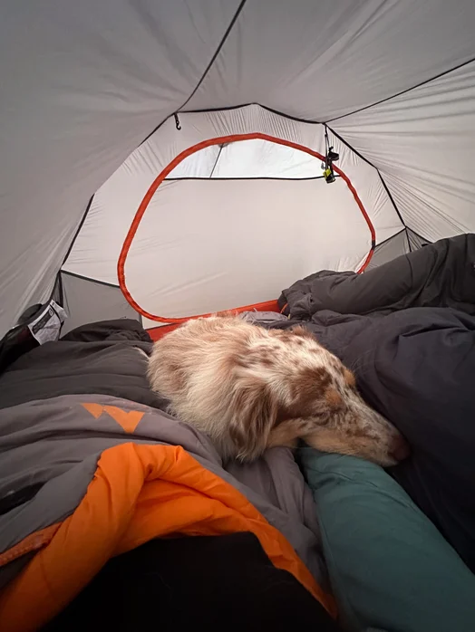 bivouac chien high