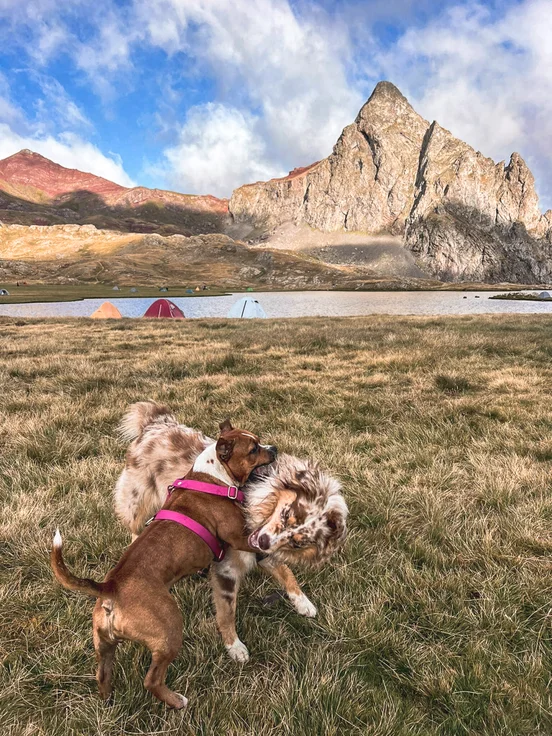 chien pyrenees espagnol high