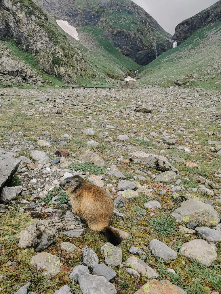 marmotte pyrenees high