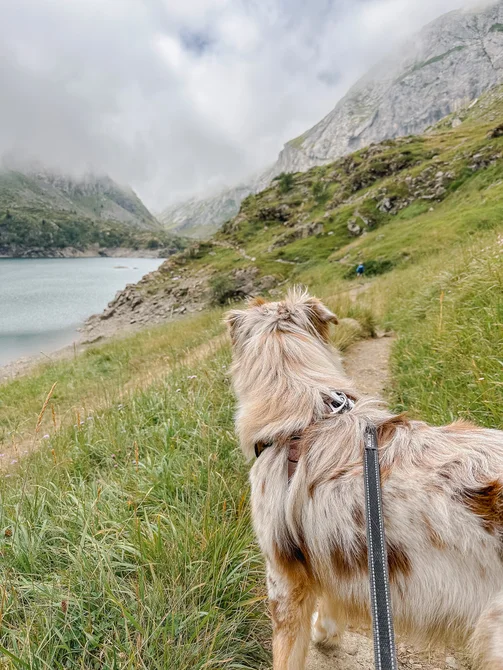 pyrenees randonnee chien high