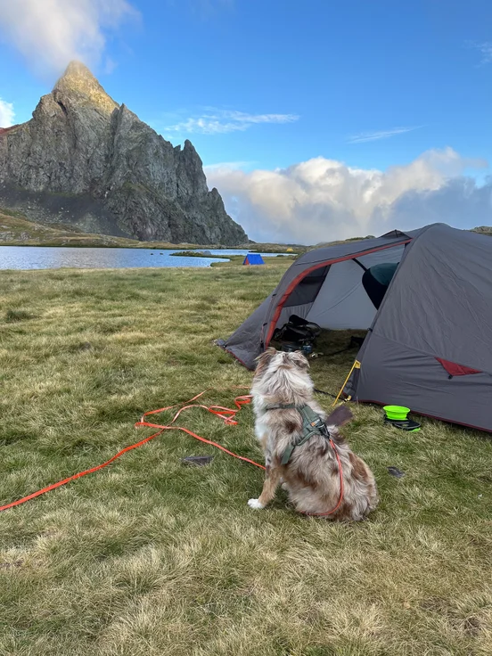 randonnee chien montagne high